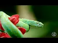 4K STREAM TEST