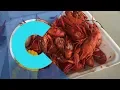 Houston s crawfish season begins with a festival