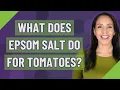 What does Epsom salt do for tomatoes