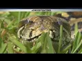 How Burmese pythons could make mosquito bites more dangerous