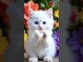 Download Lagu pok ame ame belalang kupu kupu #cat #kitten #funny #cutecat #cute #kucingnyanyi #kucing
