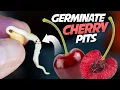 How To Germinate Cherry Seeds That Works every Time - Growing Cherry Trees From Seeds