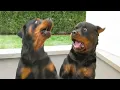 Lagu Try Not To Laugh 😂 Funniest Rottweiler Dogs | Funny Animals Video 2026
