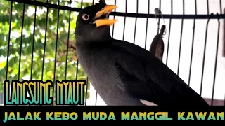 jalak kebo muda manggil kawan 100 ampuh memancing bunyi jalak kebo apapun auto nyaut