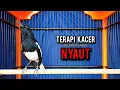 Download Lagu kacer gacor NGEPLONG tarung ini paling ampuh buat PANCINGAN KACER agar EMOSI