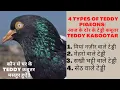 Download Lagu Type of Teddy Pigeons| Sakhi Bhatti Wale | Mehro wale | Mian Nazeer wale | Saith Wale Teddy kabootar