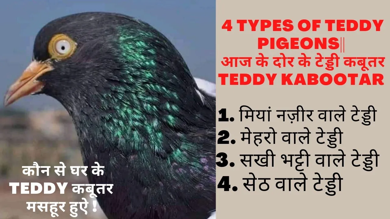 Type of Teddy Pigeons| Sakhi Bhatti Wale | Mehro wale | Mian Nazeer wale | Saith Wale Teddy kabootar