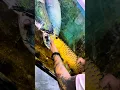 Download Lagu Arapaima ate a 😳 big Golden Arowana. #arowana #arapaima #fish #fishing #short #shorts