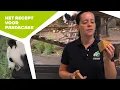 Download Lagu 🐼 ZO MAAK JE PANDACAKE | Bak mee met pandaverzorger Brenda