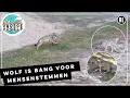 Download Lagu Onderzoek: wolven schrikken van mensenstemmen | Radio | Vroege Vogels
