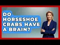 Do Horseshoe Crabs Have A Brain - The Marine Life Explorer