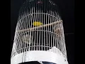 Mantenan Kuning Gecoor dorr
