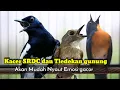 Download Lagu TLEDEKAN GUNUNG GACOR AMPUH BIKIN KACER DAN SRDC CEPAT EMOSI
