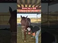 Incredible Horse Shoulder Adjustment Witness the Release Sport Horse Chiropractic