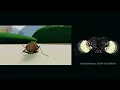 Startup Runs a Fruit Fly Brain in Simulation 125 000 Neurons Controlling a Virtual Body