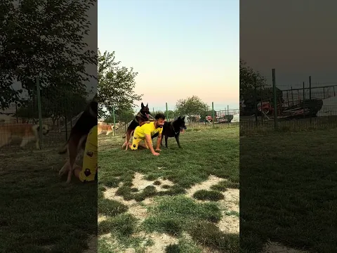 Kafama göre 👌 #eyüpdoğan #belçikakurdu #malinois