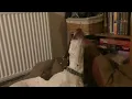 Pointer dog howling