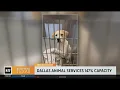 Dallas Animal Services at 147 capacity
