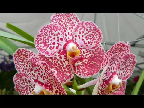 QUER GANHAR 10 ORQUIDEAS VANDA? ORQUIDEAS E AFINS