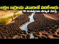 Download Lagu లక్షల బర్రెలు ఎడారిలో వదిలేశారు 10 సంవత్సరాల తర్వాత చూస్తే..| Maxico Released Bisons In A Desert 