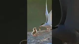 Sura Kawther Discover The Surprising Blessings Quran Shortsfeed 