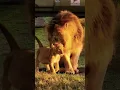 Download Lagu Male Lion interaction with cubs!