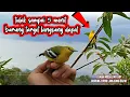 Lagu burung Cipoh ekor hitam ini langsung turun ketika mendengar suara pikat