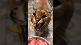 فيديو مرعب جدا للوشق أخطر أنواع القطط 