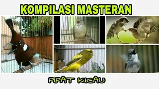 Download Kompilasi Masteran Burung Berkicau Suara Cililin,  Kapas Tembak,  Gereja Tarung,  Kenari \u0026 Ciblek MP3