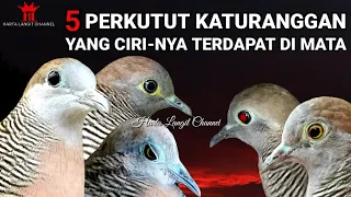 Download 5 Perkutut katuranggan yang cirinya terdapat di mata MP3