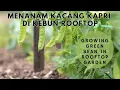 Lagu Menanam Kacang Kapri di Kebun Rooftop