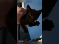 Download Lagu Kittens say hello#cat #funny #catsoftiktok #cats #for #foryou #fyp #foryoupage #funnyvideo #cute