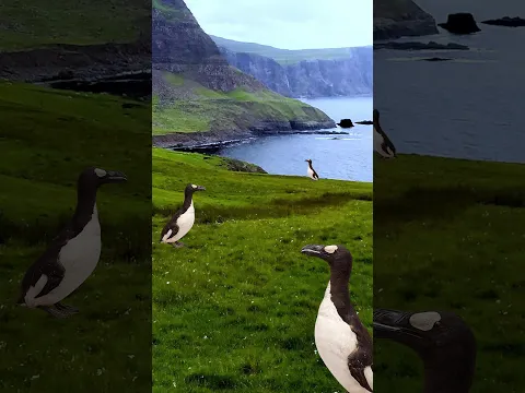 Penguins are extinct