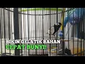 SUARA GELATIK WINGKO SEPERTI INI YANG BIKIN GELATIK BAHAN CEPAT BUNYI