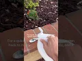 Download Lagu Lower soil pH naturally: Mix vinegar with water in a watering can for healthier blueberry plants! 🫐