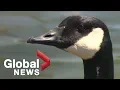 Would you eat a Canada Goose