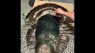 DIY Turkey fan mount with back feathers and wings