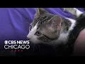 Adopt Chicago Bean from Barb s Precious Rescue