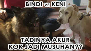 Download Bindi VS Keni, Tadinya Akur Kok Jadi Musuhan MP3