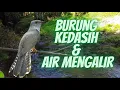 Lagu Suara Burung Kedasih Dan Air Mengalir Jernih