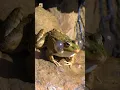 Download Lagu Frog Sounds 🐸
