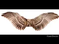 Download Lagu how to grow real wings (secret revealed) no spell grow wings in 3 weeks~