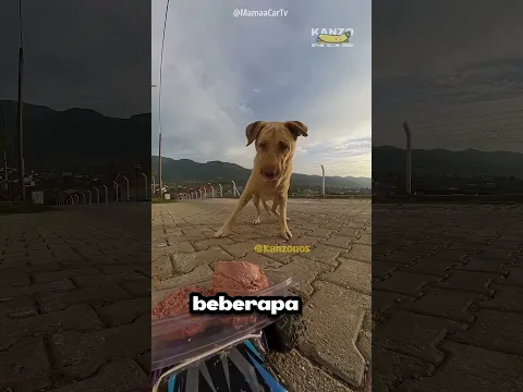 Pria Ini Tak Menyangka Anjing Terakhir Punya Rencana Sendiri! 😱