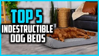 Top 5 Best Indestructible Dog Beds in 2025