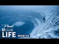 Download Lagu Unseen Antarctica | The Unexpected Life at the Edge of the World