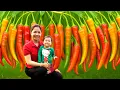 Download Lagu Harvesting 1000 + Kg Fresh Chili To Sell At Market, Cabbage Garden Care | Tieu Ca - Free Bushcraft