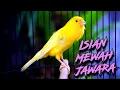 Download Lagu MATERI MEWAH FAVORITE GANTANGAN - MASTERAN KENARI ISIAN BLACKTHROAT GACOR JERNIH #02