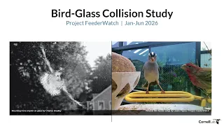 Project FeederWatch Presents: Bird-Glass Collision Study