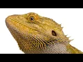 Can Bearded Dragons Eat Tomatoes