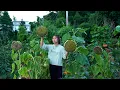 Download Lagu Harvesting Sunflower Seeds and Enjoy the Pure Fragrance!